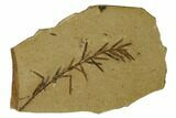 Dawn Redwood (Metasequoia) Fossil - Montana #165218-1